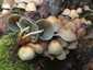 Sárga kénvirággomba (Hypholoma fasciculare), Budai-hegység